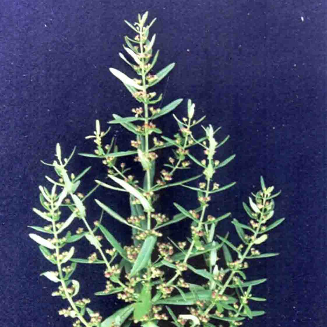 Rotala densiflora
